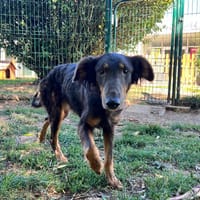 REBECCA OAA20130, chienne à adopter