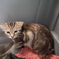 RAVEN, chatte à adopter