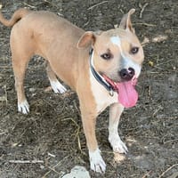 JULIETTE, chienne à adopter