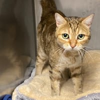 CHIPIE, chatte à adopter