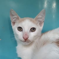 Colt, chat à adopter