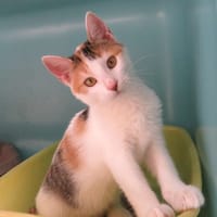 LEXIE, chatte à adopter