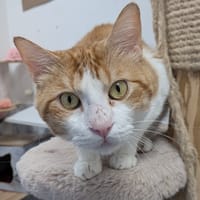 SIMEON, chat à adopter