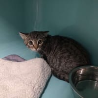 FELIX, chat à adopter