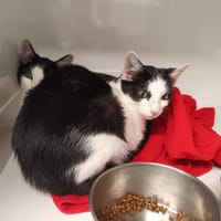 Flam', chatte à adopter