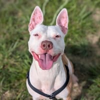 JERRY VAA, chienne à adopter