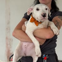 CLOVER VAA, chienne à adopter