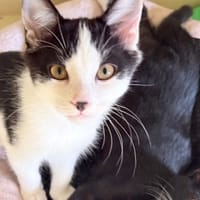 THEON PAB29266, chat à adopter