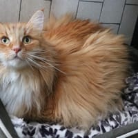 NOTTINGHAM HAB17786, chatte à adopter