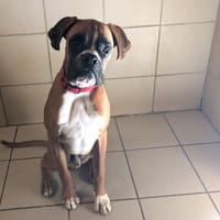 Aaron, chien à adopter