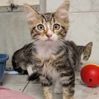 neo, chat à adopter