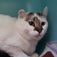 Homer, chat à adopter
