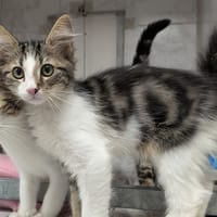 leon, chat à adopter