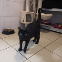 ASTRA, chatte à adopter