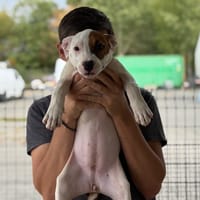 ALEX VAA, chienne à adopter