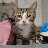 sacha, chat à adopter