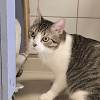 Vasca, chat à adopter