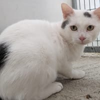 GUSTAVE, chat à adopter