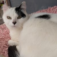 MANILLE, chatte à adopter