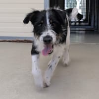 OTIS, chien à adopter