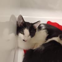 Kuche, chatte à adopter