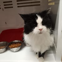 JOHANNA, chatte à adopter