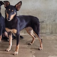 GARCIA OAA20135, chienne à adopter