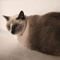 TOUTSEE, chatte à adopter