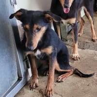 PIANO OAA20133, chien à adopter