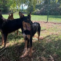 DJAMILA OAA20129, chienne à adopter