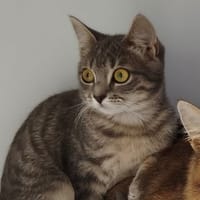 Maeva, chatte à adopter