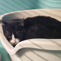NOE, chat à adopter