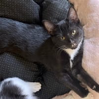 KHAL PAB29265, chat à adopter
