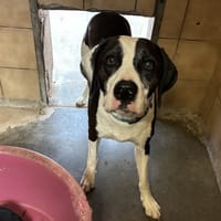 MAYLO, chien à adopter
