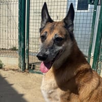 NOUCK, chien à adopter