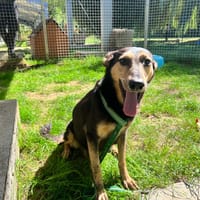 SOURY OAA20136, chienne à adopter