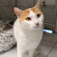 CROUSTI, chat à adopter