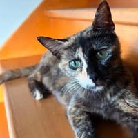 LADY, chatte à adopter
