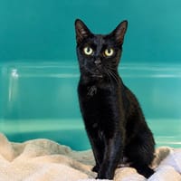 KOOKY, chatte à adopter