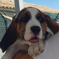 Billy *Réservé*, chien à adopter