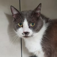 MIKASA QCT, chatte à adopter
