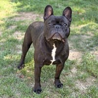 Jack CAA16045, chien à adopter