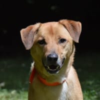 THAYSON, chien à adopter
