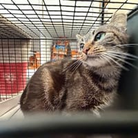 CANELLE, chatte à adopter