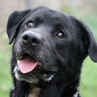 PTOLEMEE, chien à adopter
