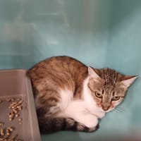 Plume, chatte à adopter