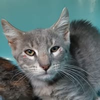 Canon, chat à adopter