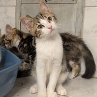 oscar, chat à adopter