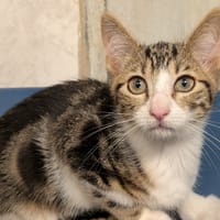AMBER, chatte à adopter