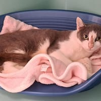 MINERVA QCT, chatte à adopter